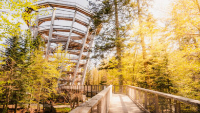 Baumwipfelpfad Bad Wildbad Treetop Trail Black Forest travelinmypocket