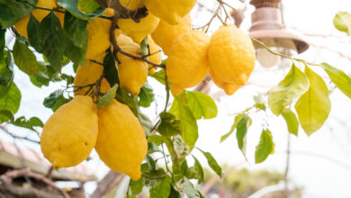 Procida island of lemons travelinmypocket