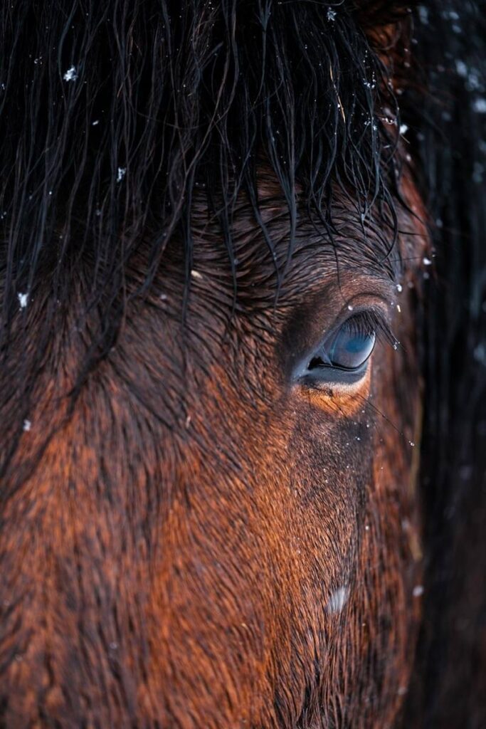 Arctic Coast Way Icelandic horses North Iceland travelinmypocket