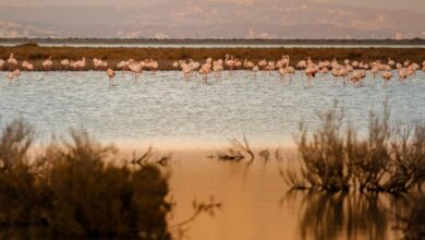 Best places to spot flamingos in Cyprus travelinmypocket
