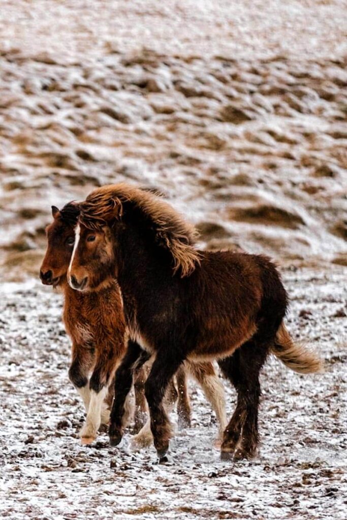 Horses along the Arctic Coast Way North Iceland travelinmypocket