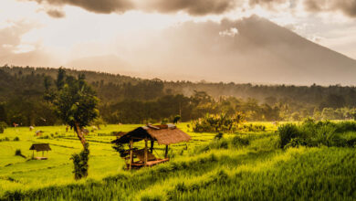 Rice fields Bali travelinmypocket