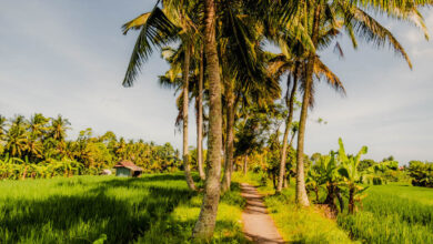 Rice fields Subak Juwuk Manis walk Ubud Bali travelinmypocket