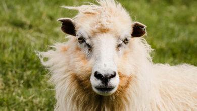 Why are Faroese sheep so special Faroe Islands travelinmypocket