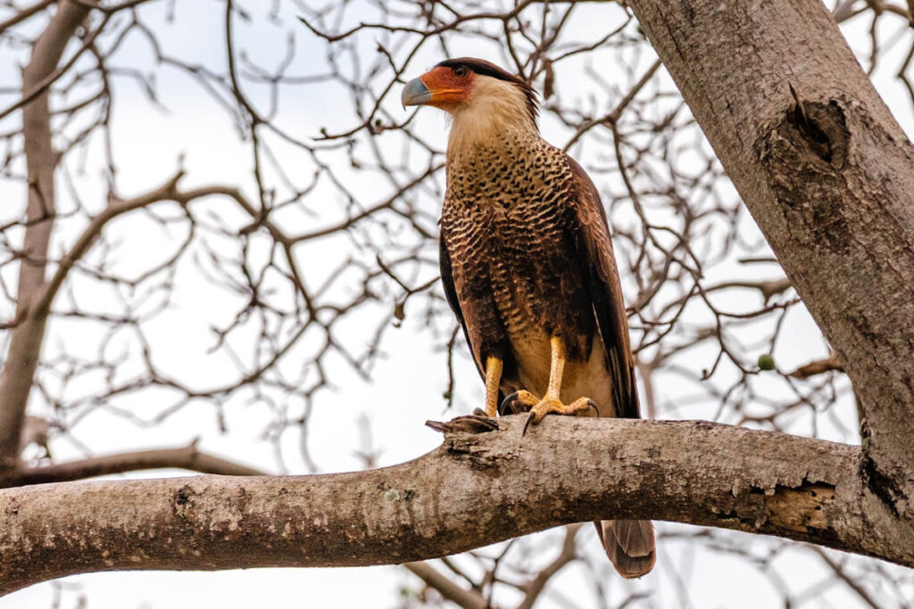 Animals on Curacao big five Crested Caracara travelinmypocket
