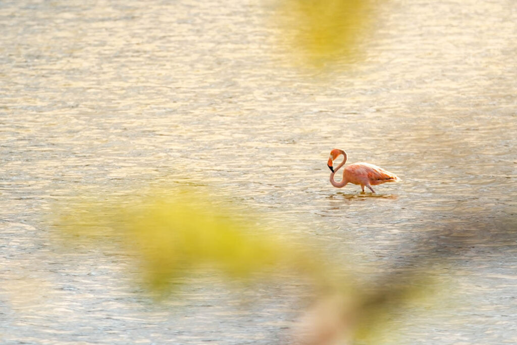 Animals on Curacao big five flamingo travelinmypocket