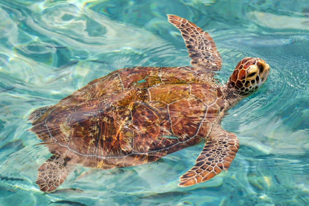 Animals on Curacao big five turtle travelinmypocket