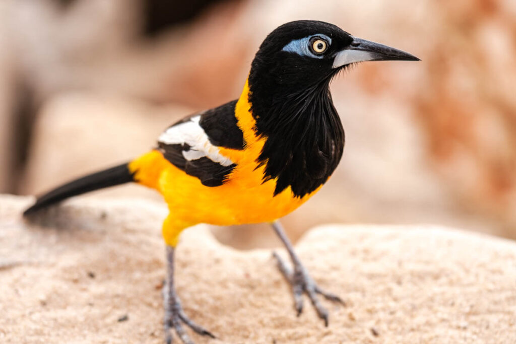 Birds on Curacao trupial travelinmypocket