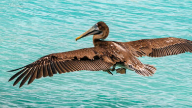 Brown pelican Curacao animals travelinmypocket