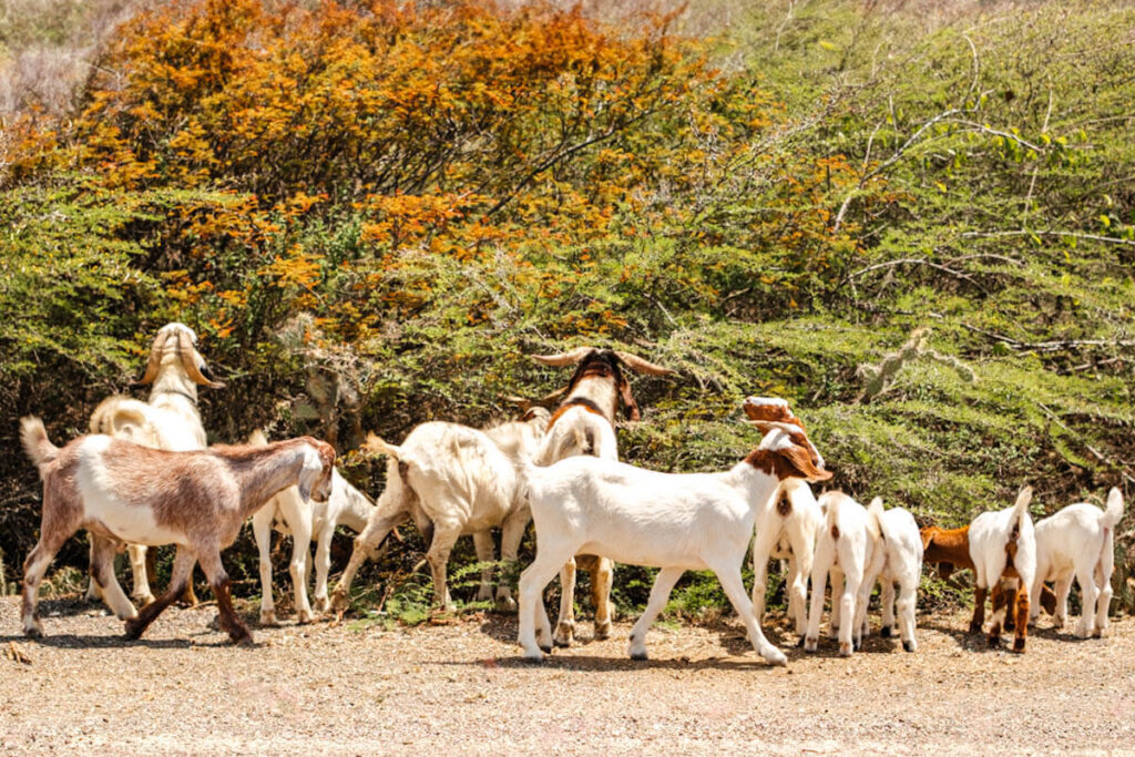 Kabritu Curacao big five wild goat travelinmypocket