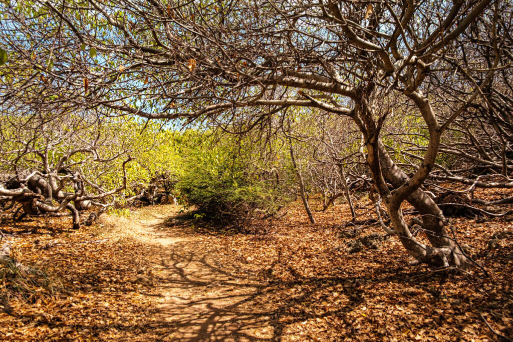 Nature in Shete Boka National Park Curacao travelinmypocket