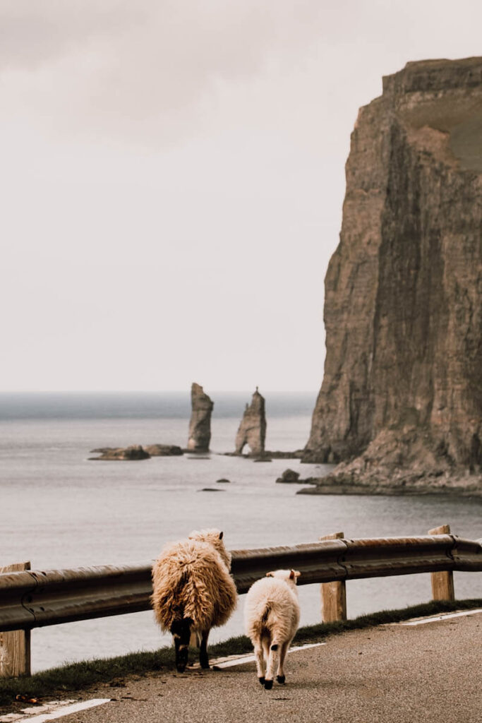 Risin og Kellingin sea stacks in Faroe Islands with sheep travelinmypocket