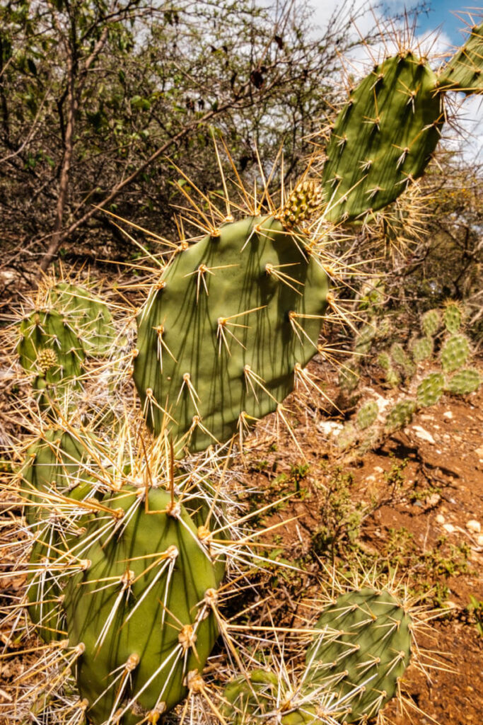 Shete Boka National Park nature on Curacao travelinmypocket
