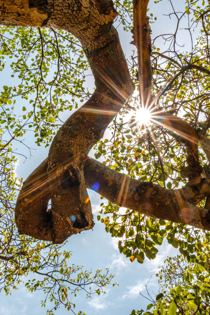 Special trees in Shete Boka National Park Curacao travelinmypocket