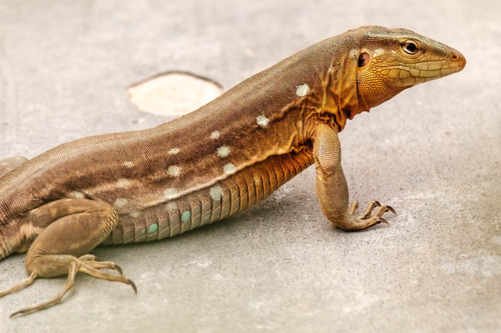 Wildlife Curacao big five lizard travelinmypocket