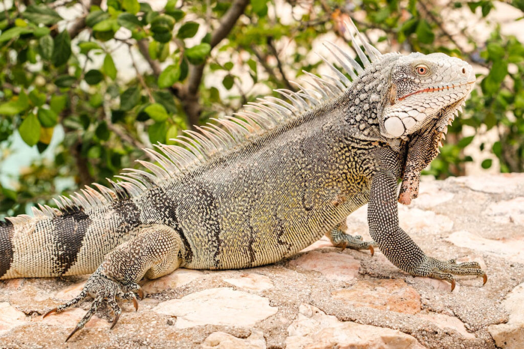 Wildlife on Curacao big five Iguana travelinmypocket