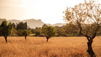 Road trip Mallorca route 6 days travelinmypocket