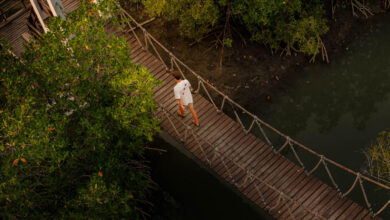 Mangrove Forest Park Sirindhorn International Environmental Park Hua Hin Thailand travelinmypocket