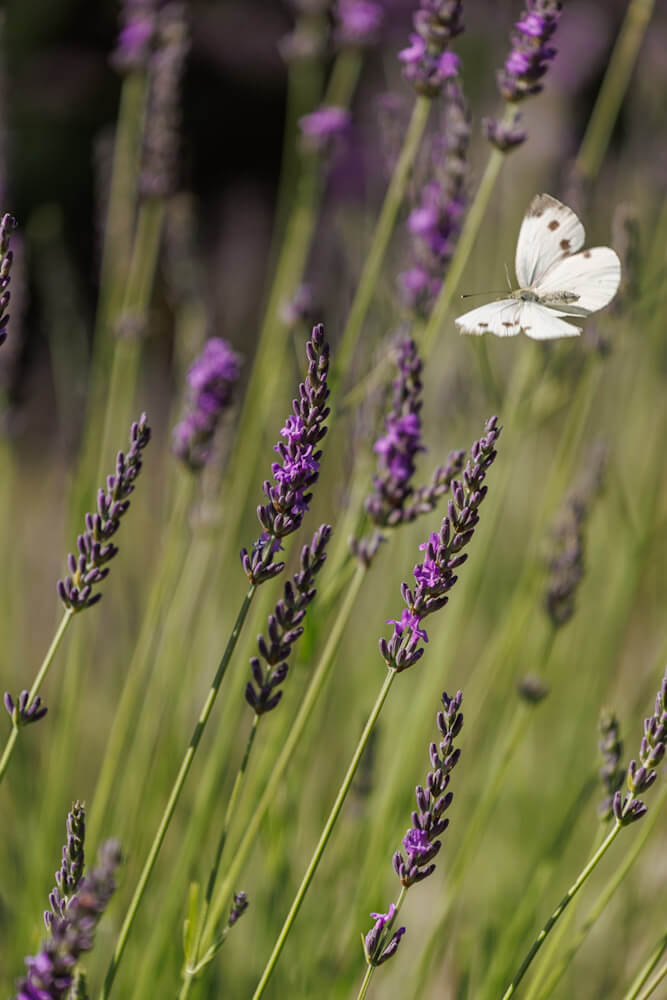 Lavender in Drome Provencale France travelinmypocket