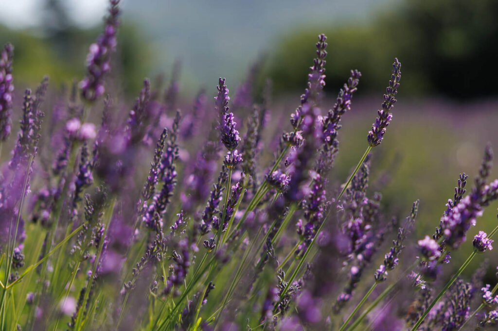 Lavender road trip Drome Provencale France travelinmypocket