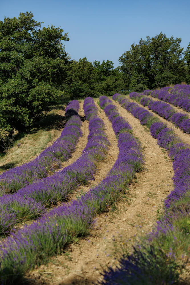 Road trip Drome Provencale lavender fields France travelinmypocket