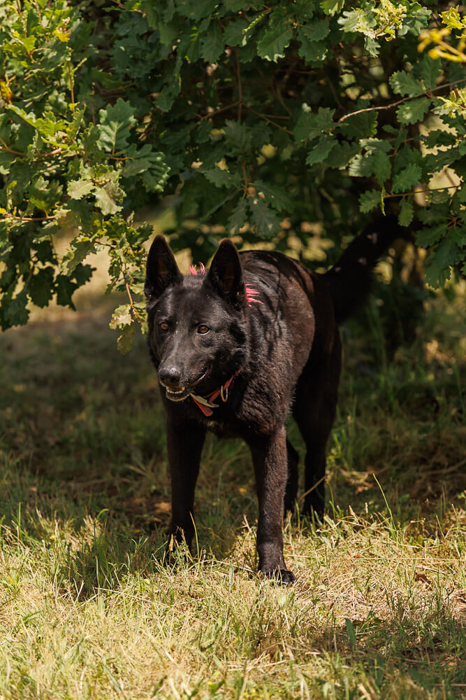 Road trip Drome truffle hunting France travelinmypocket