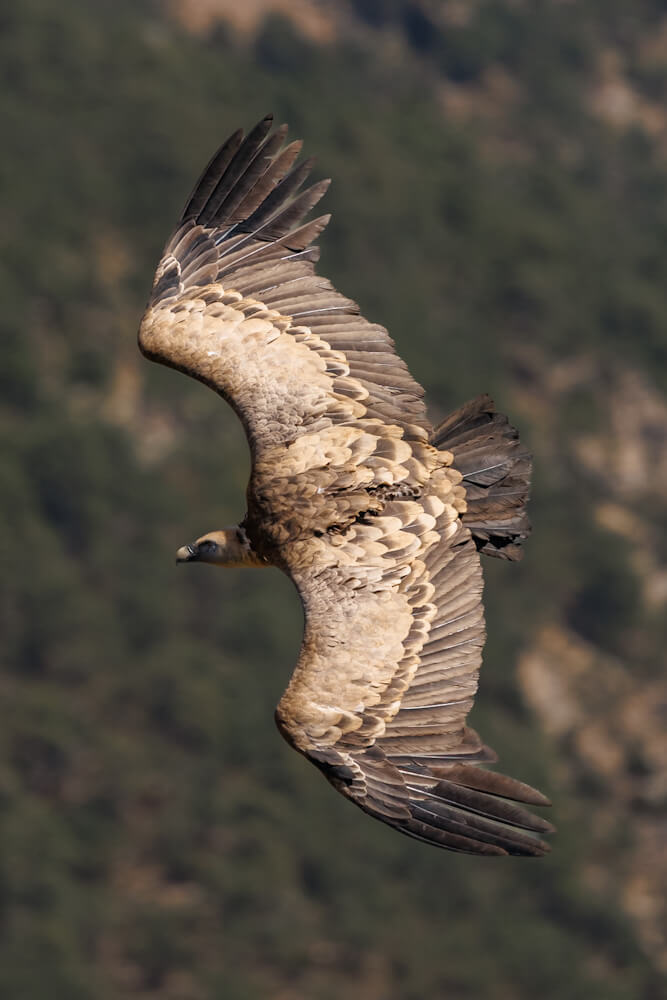 Photographing vultures at Ventano del Diablo in Spain travelinmypocket
