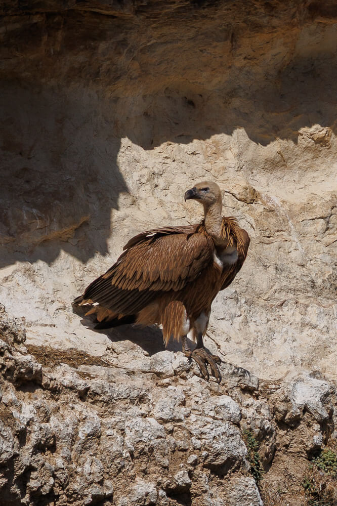 See griffon vultures at Ventano del Diablo Cuenca in Spain travelinmypocket