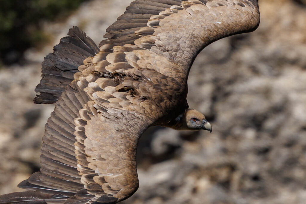 Take pictures of griffon vultures at Ventano del Diablo Cuenca Spain travelinmypocket
