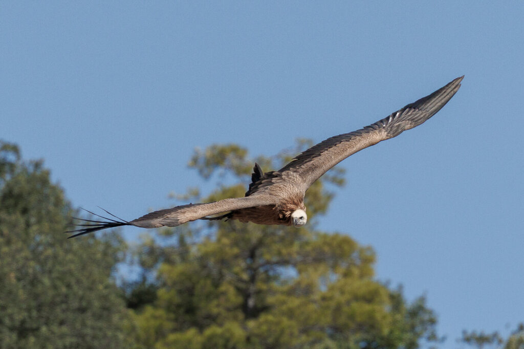 Ventano del Diablo Cuenca Spain griffon vulture travelinmypocket