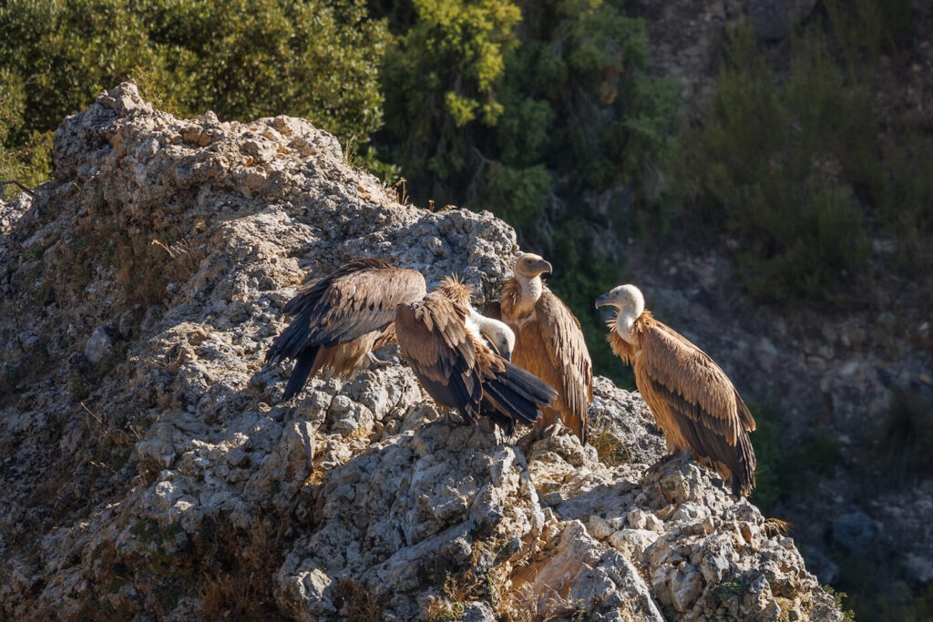 Ventano del Diablo Cuenca Spain griffon vultures travelinmypocket