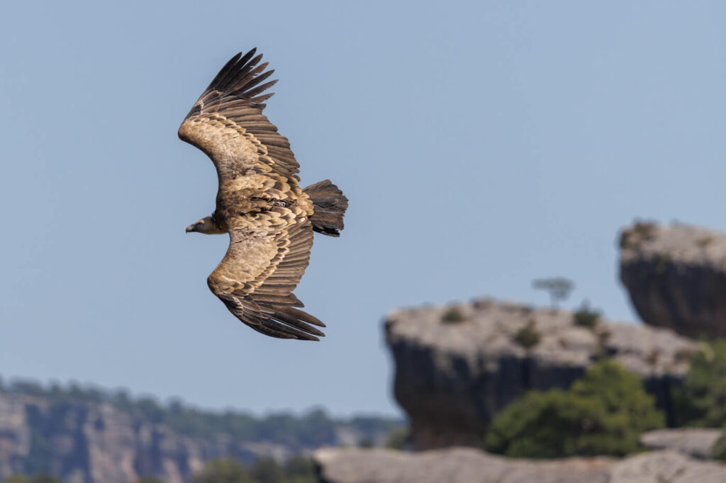 Ventano del Diablo Cuenca photographing griffon vultures Spain travelinmypocket