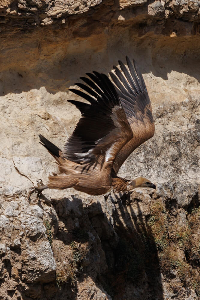 Ventano del Diablo Cuenca viewpoint griffon vultures Spain travelinmypocket